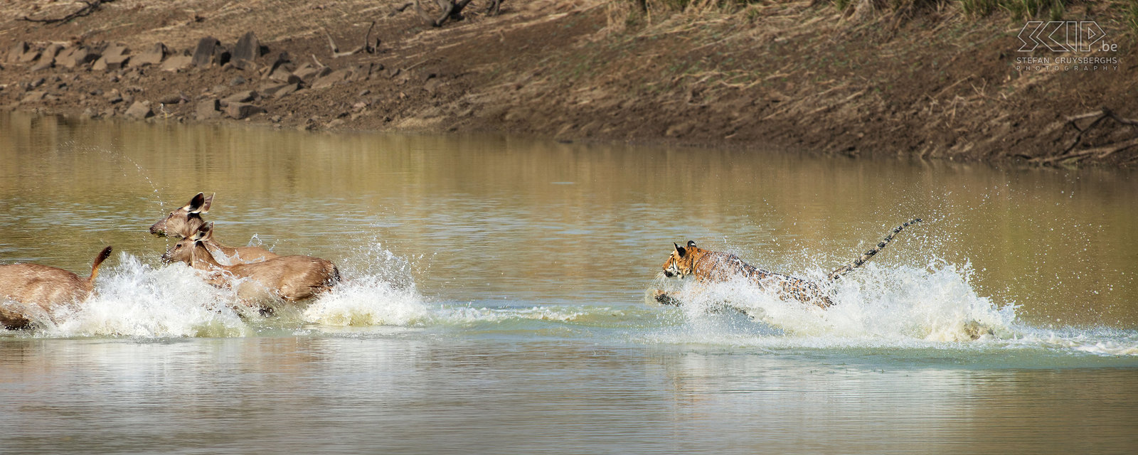 Tadoba - Tijger aanval Waarschijnlijk waren de herten snel gewaarschuwd door het opspattende water en konden ze naar de oever spurten. De 3 herten ontsnapten maar ik had een aantal prachtige actiefoto's. Het was een ontzettend spannend moment en we mogen ons ongelooflijk gelukkig prijzen om een jagende Bengaalse tijger gezien te hebben.  Stefan Cruysberghs